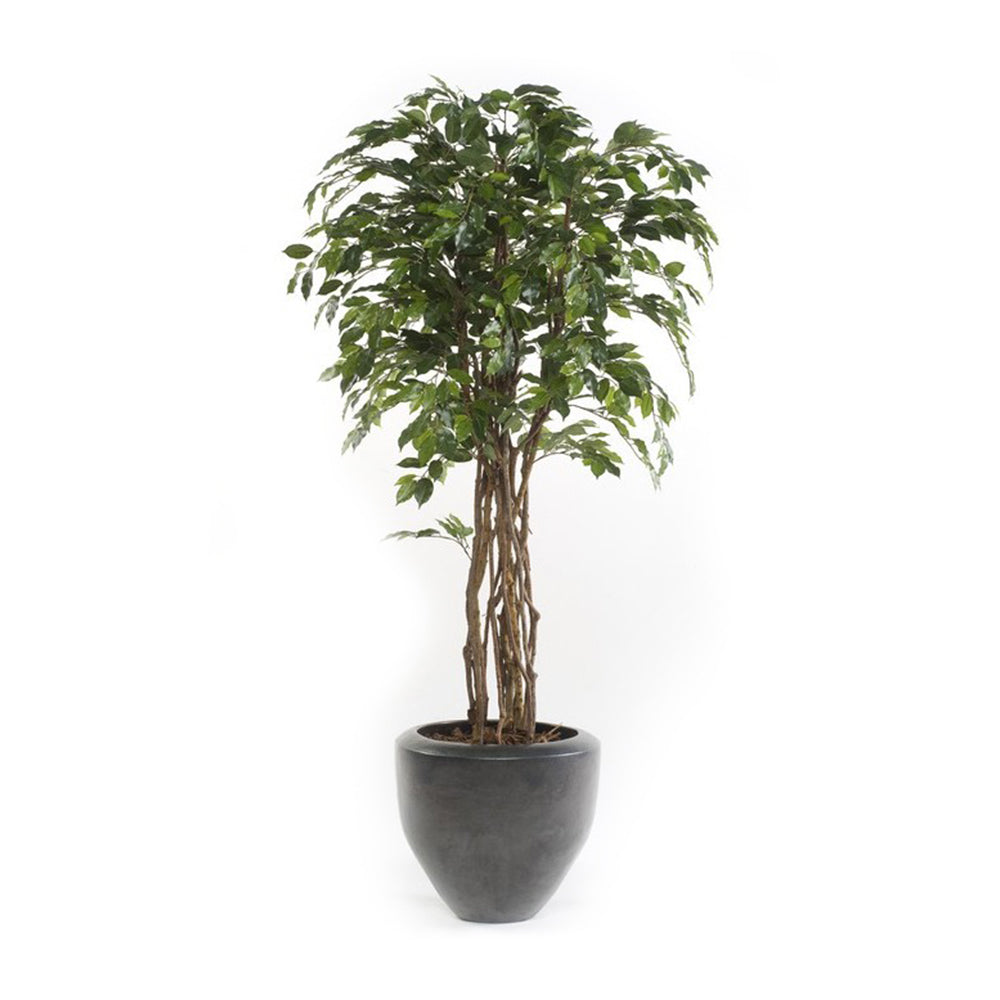 Árbol FICUS ECO de 145 cm - Dekogreen®