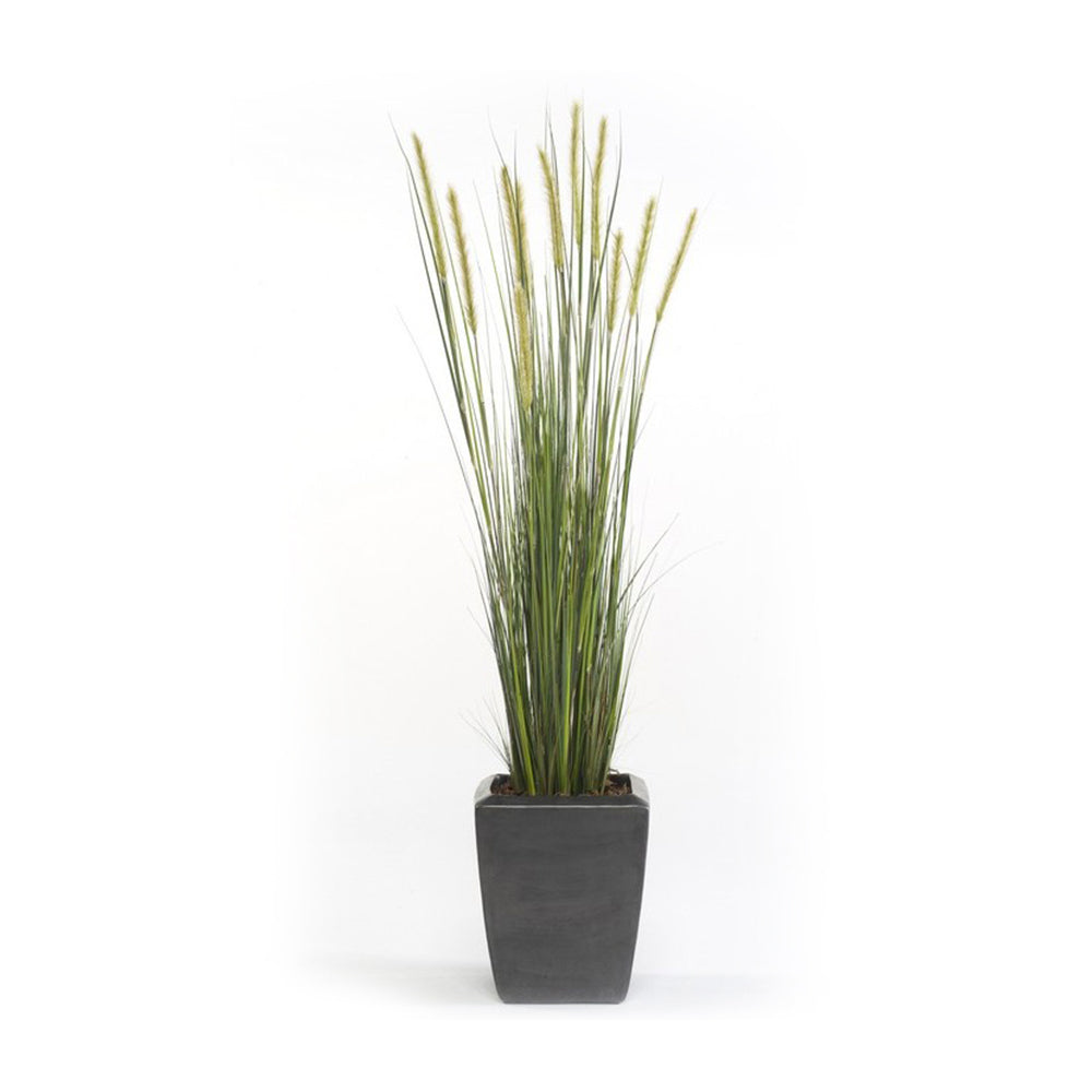 Planta Junco ESPIGA ESTRECHA - Dekogreen®
