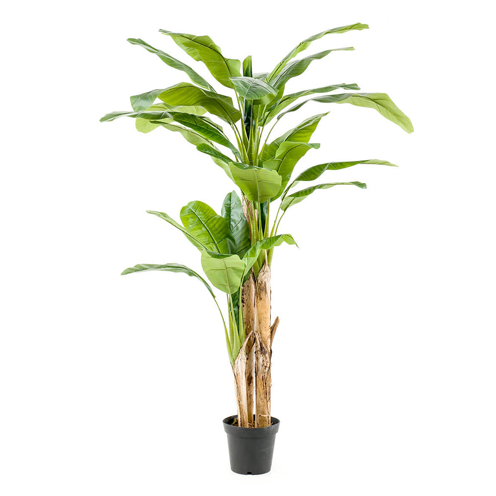 Árbol PLATANERO MULTITRONCO - Dekogreen®