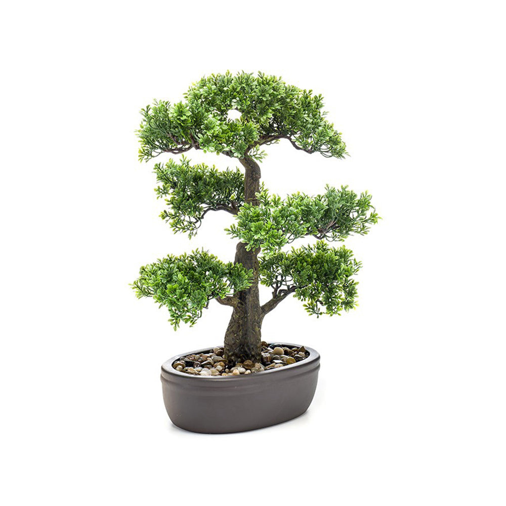 Bonsái FICUS - Dekogreen®