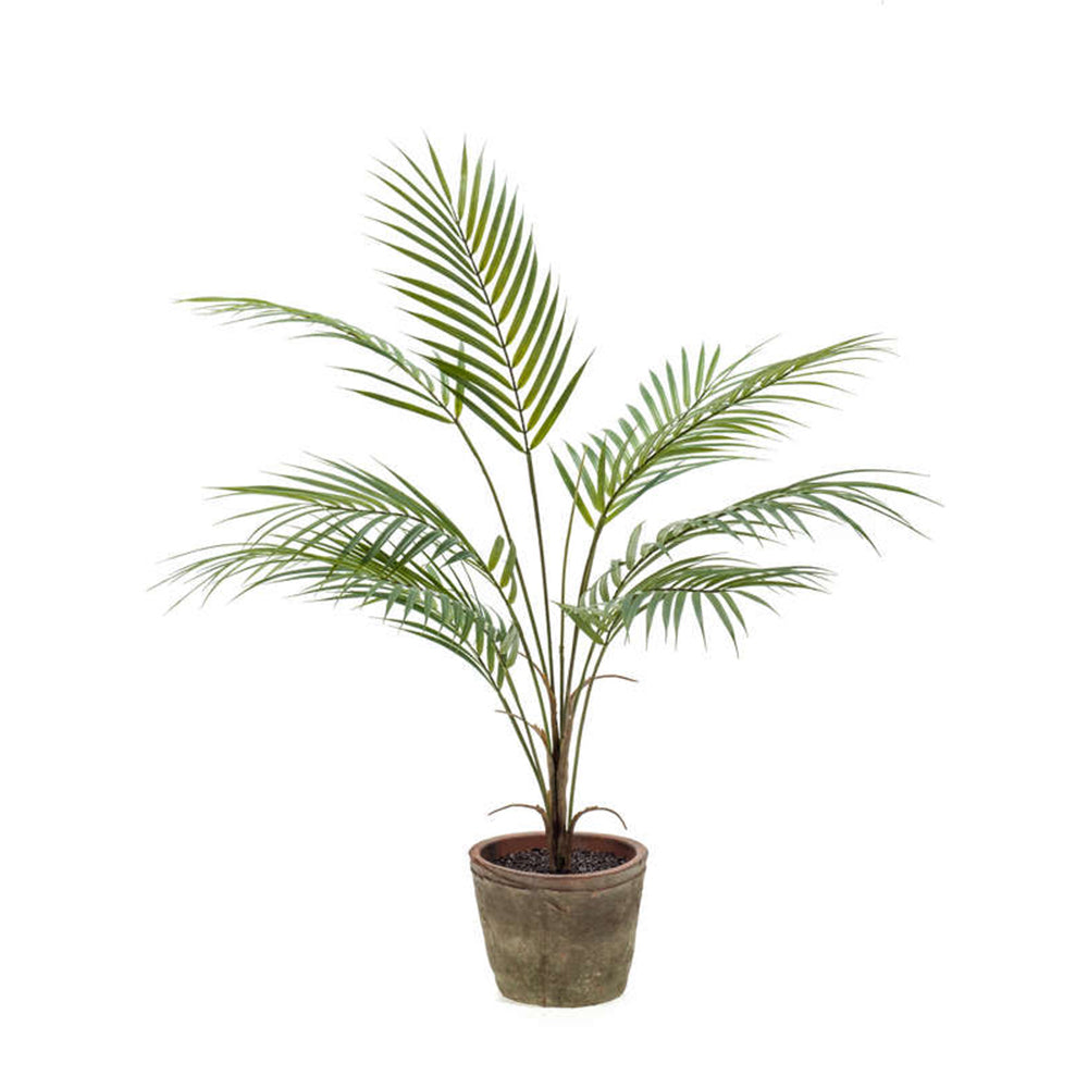 Planta CHAMAEDOREA - Dekogreen®