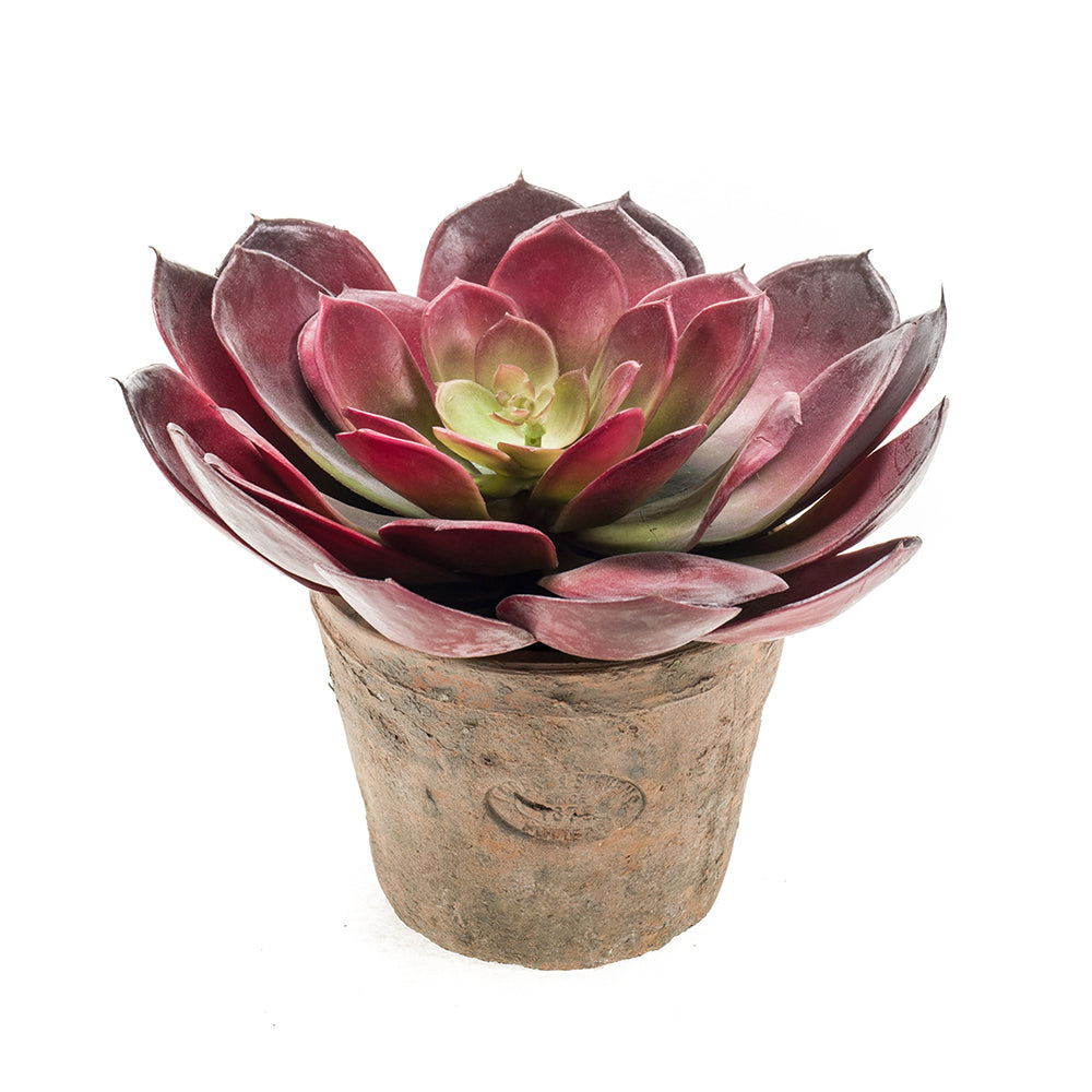 ECHEVERIA PELUSIDA BUSH - Dekogreen®