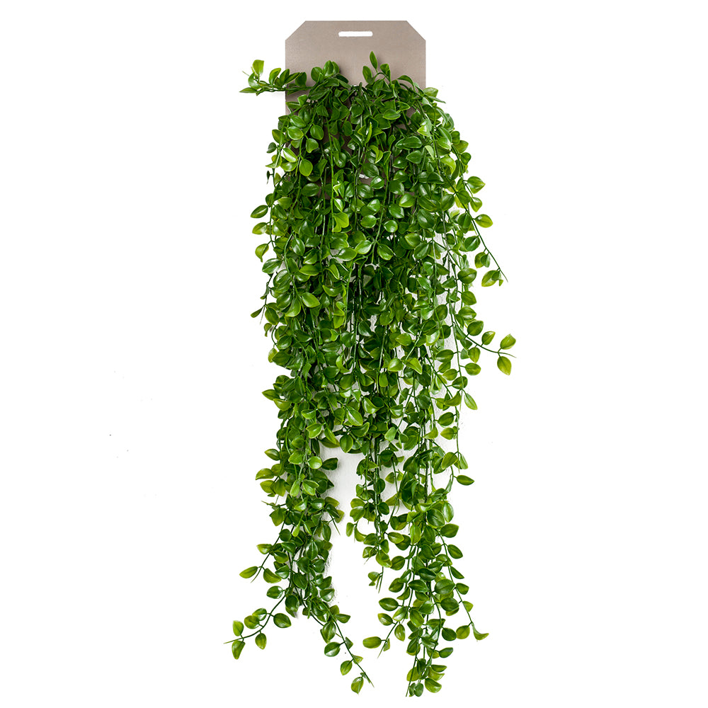Planta colgante FICUS PUMILA - Dekogreen®