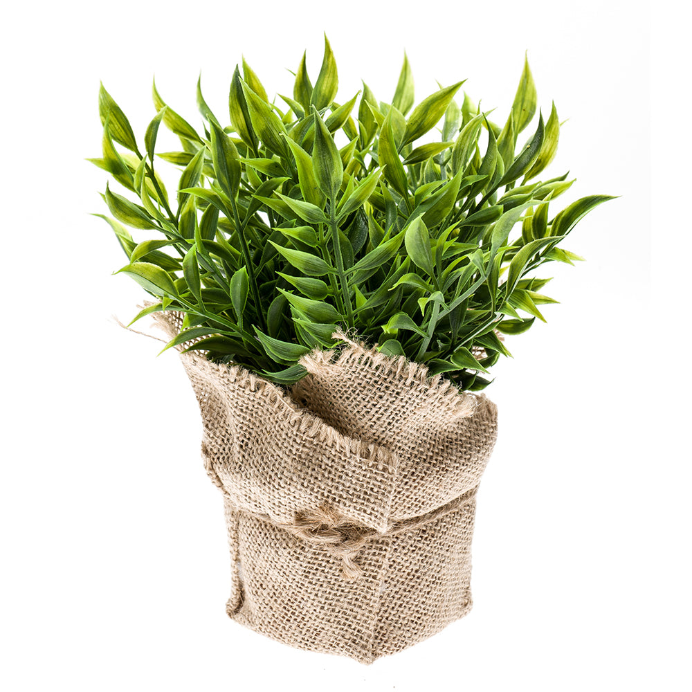 Arbusto RUSCUS - Dekogreen®