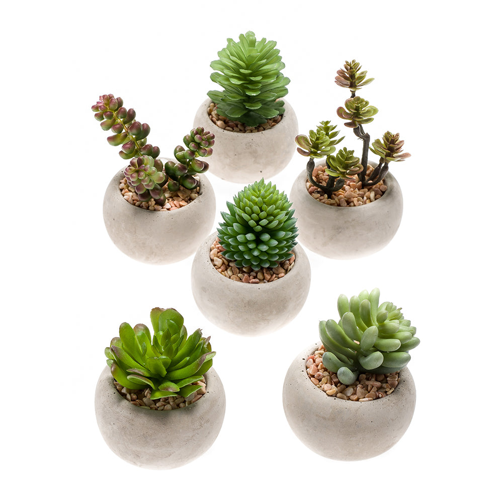Conjunto de 12 SUCULENTAS - Dekogreen®