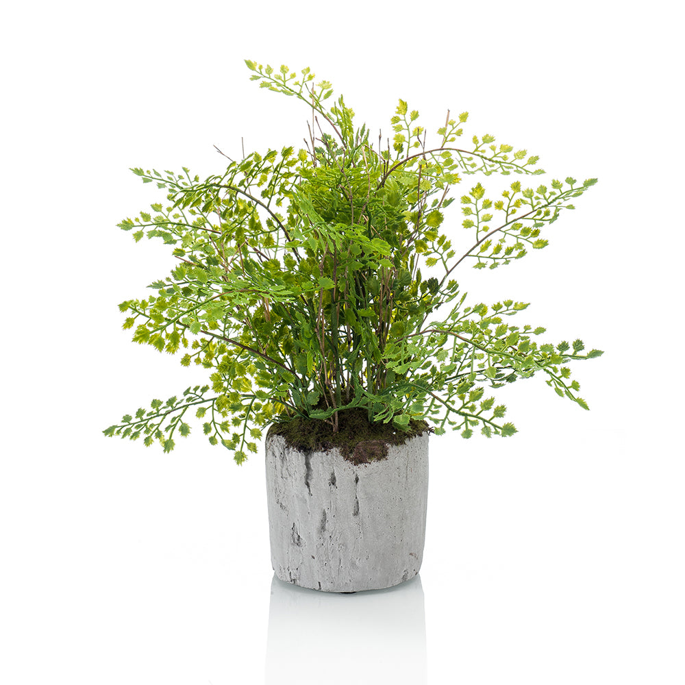HELECHO ADIANTUM - Dekogreen®