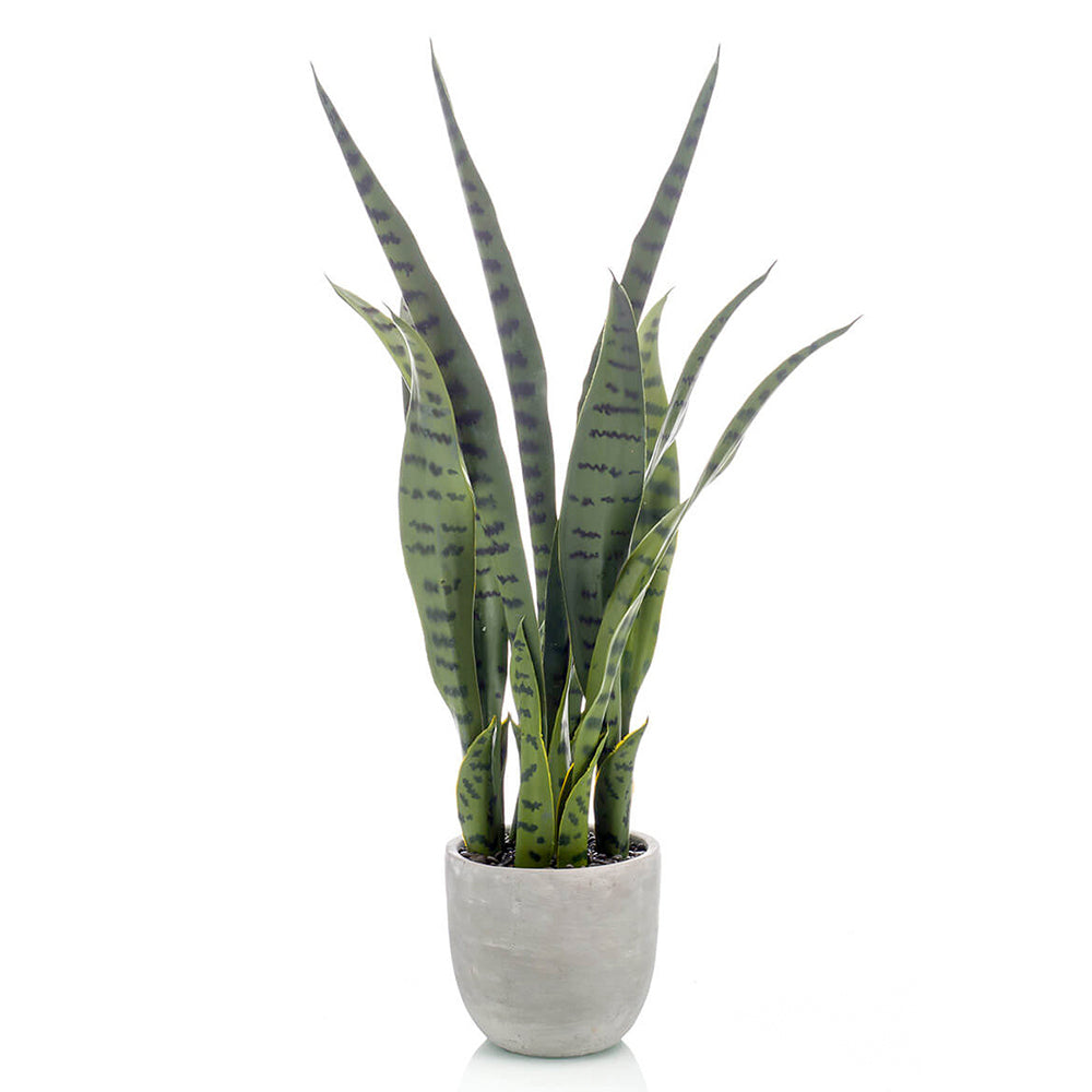 Planta SANSEVIERIA - Dekogreen®