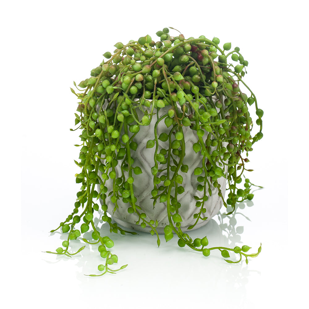 SENECIO - Dekogreen®