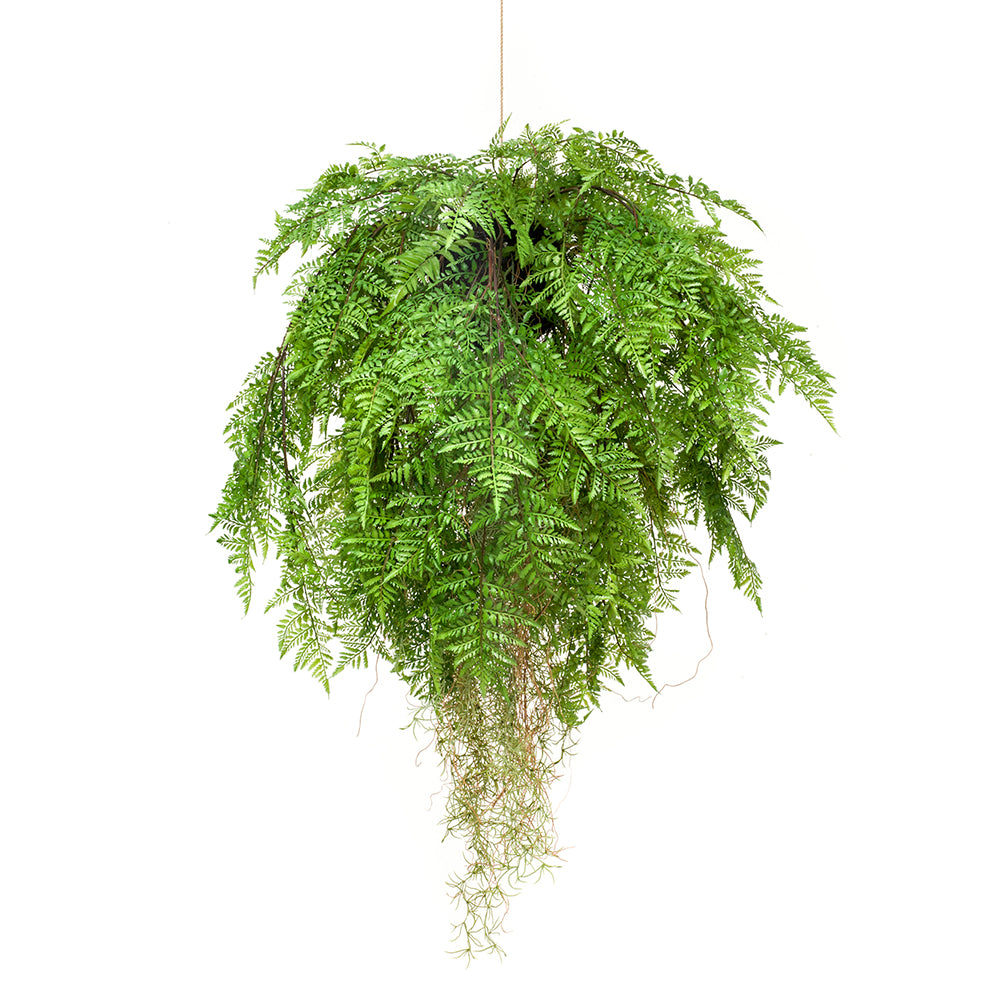 HELECHO Colgante con raíces 80 - Dekogreen®