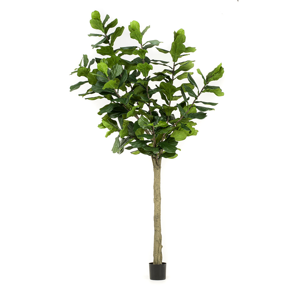 Árbol FICUS LYRATA ALTO - Dekogreen®