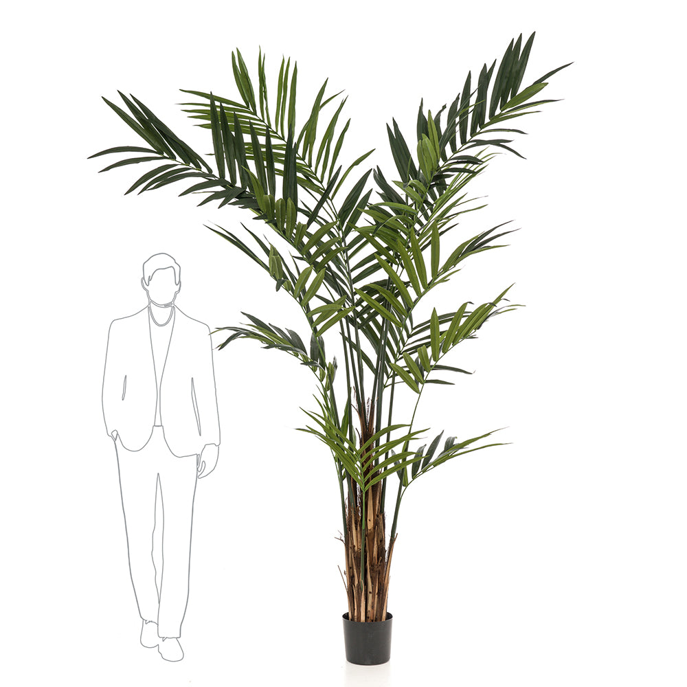 Árbol KENTIA MAXI - Dekogreen®