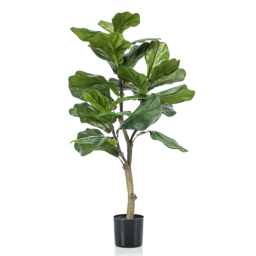 Ficus Lyrata - Dekogreen®