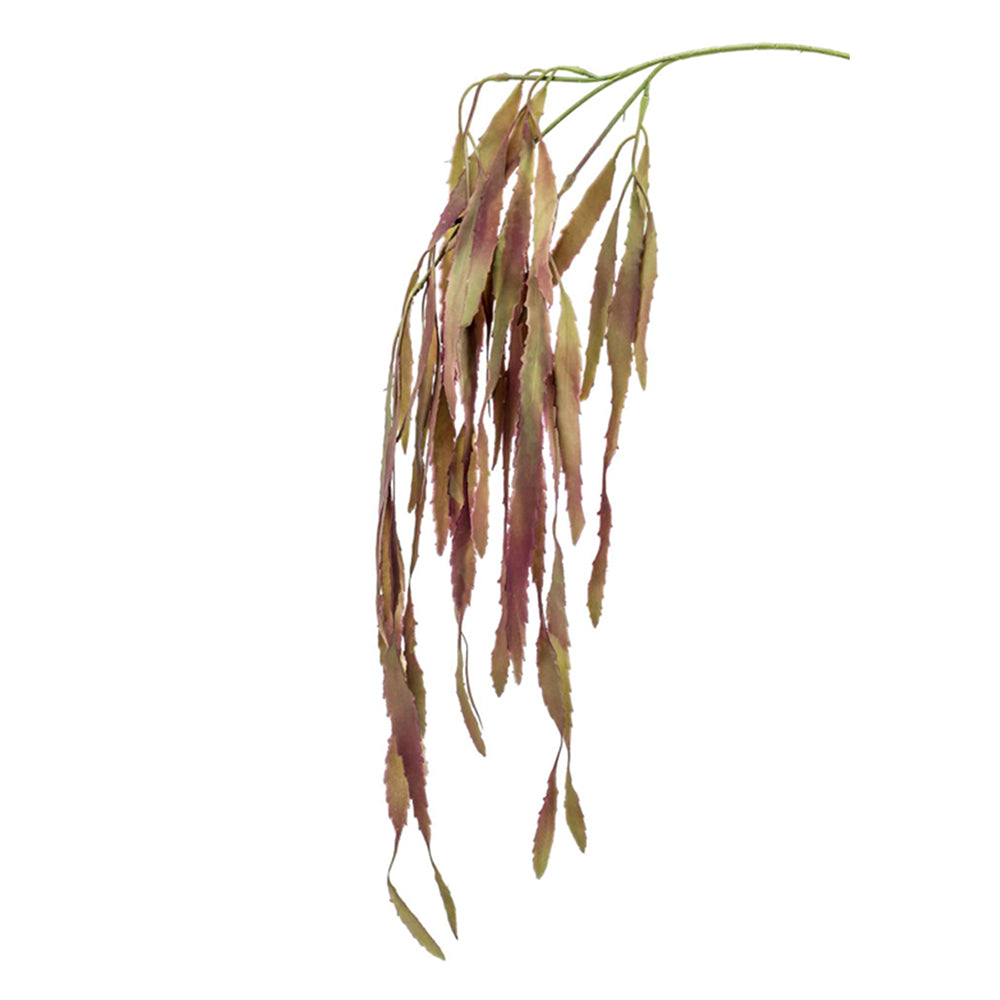 RHIPSALIS - Dekogreen®