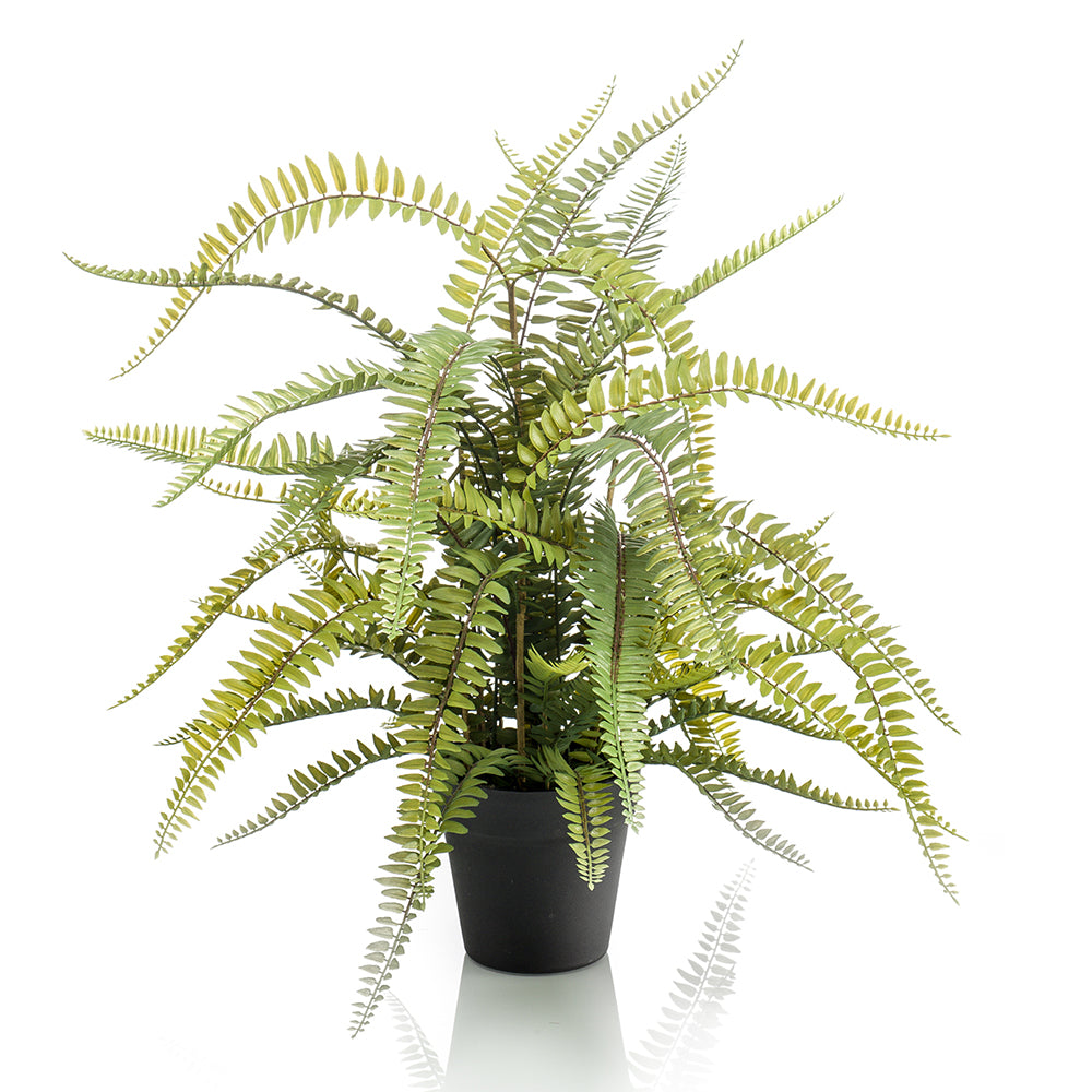 Helecho BOSTON de70 cm - Dekogreen®