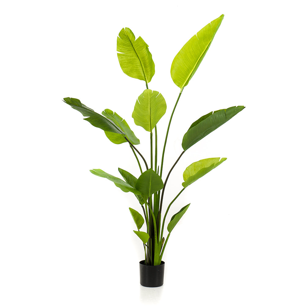 Árbol STRELITZIA NICOLAI - Dekogreen®