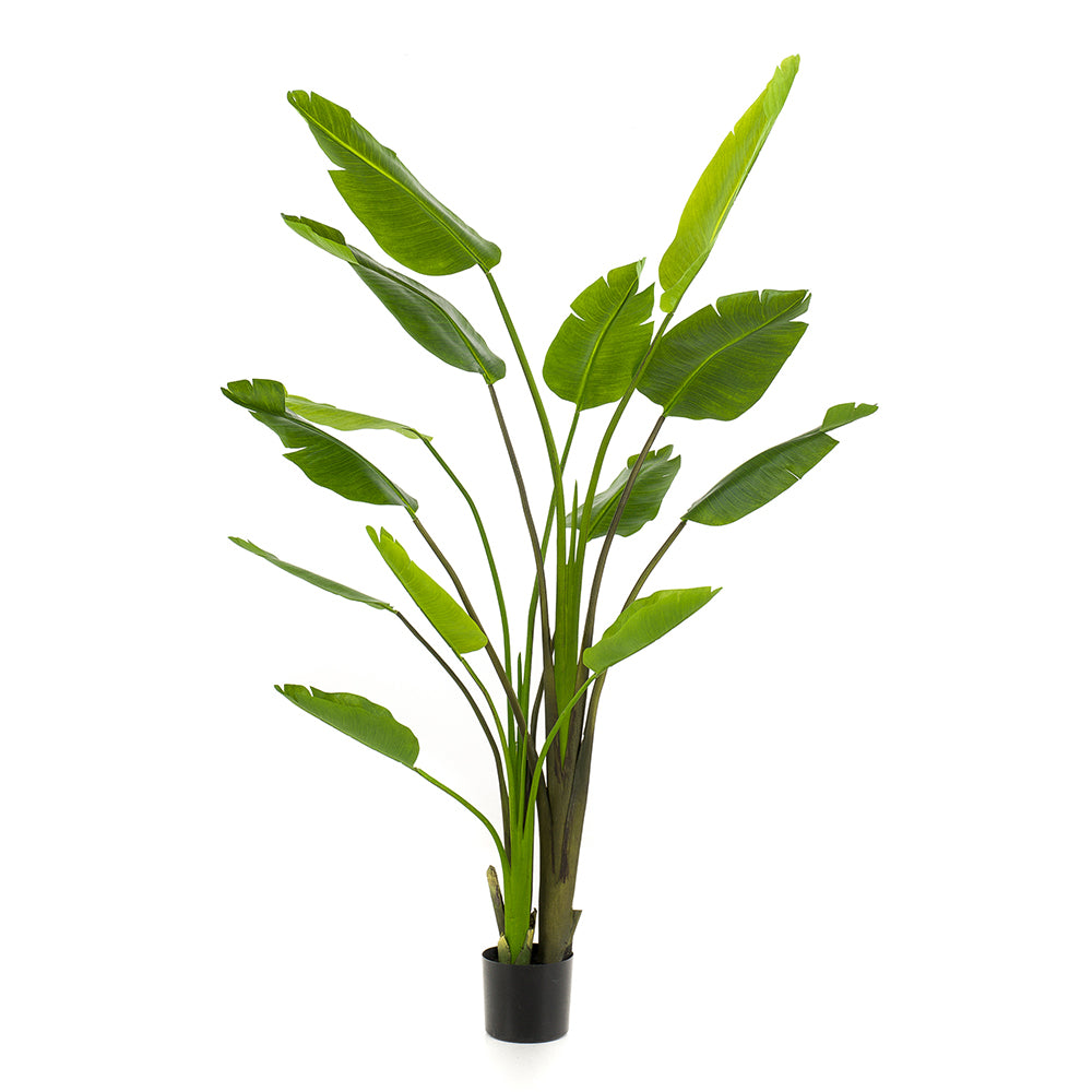Árbol STRELITZIA NICOLAI - Dekogreen®