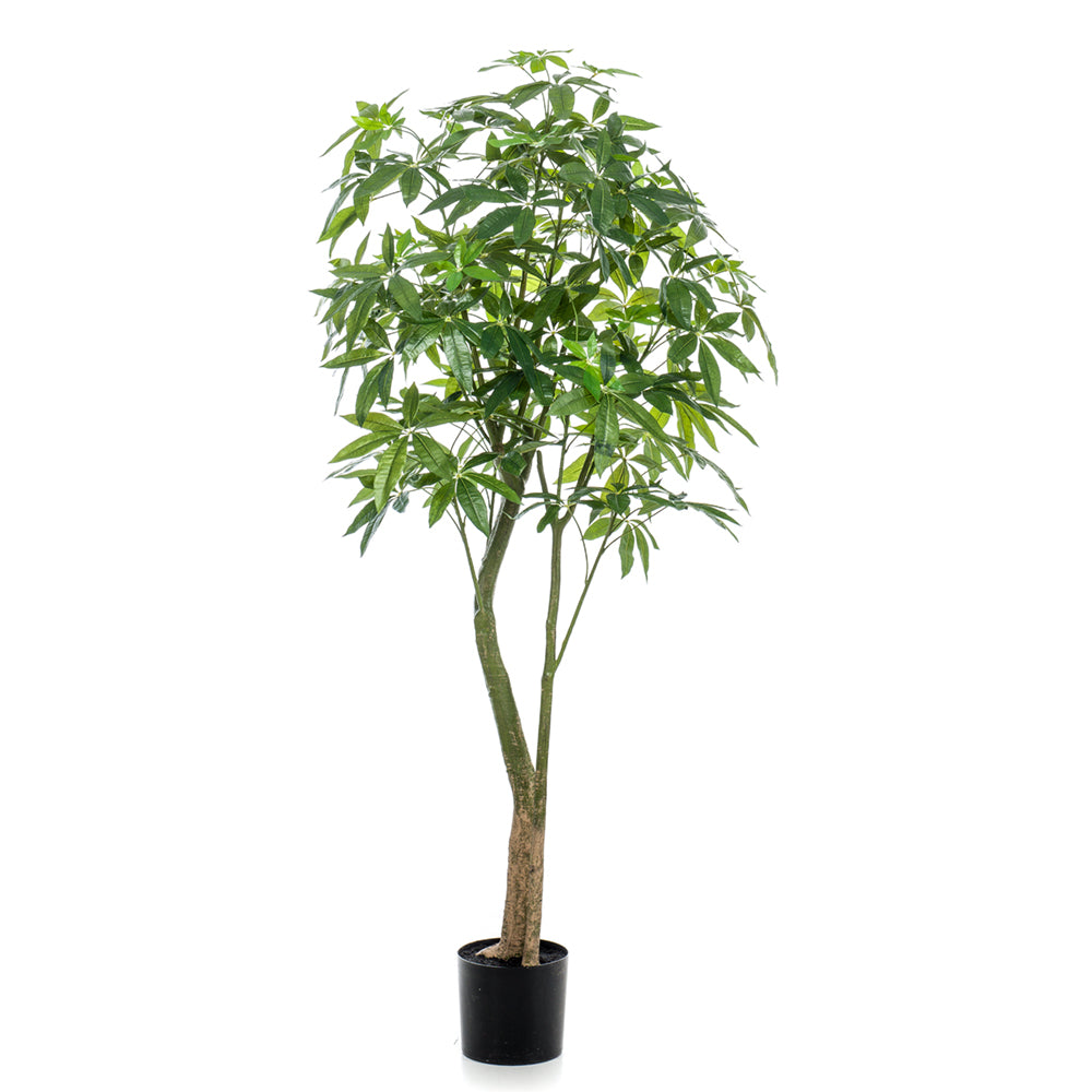 Árbol PACHIRA - Dekogreen®