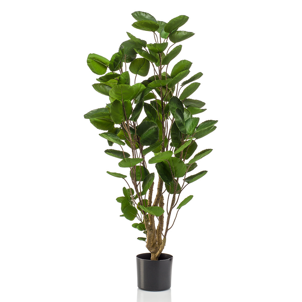 Árbol POLYSCIAS SCUTELLARIA - Dekogreen®