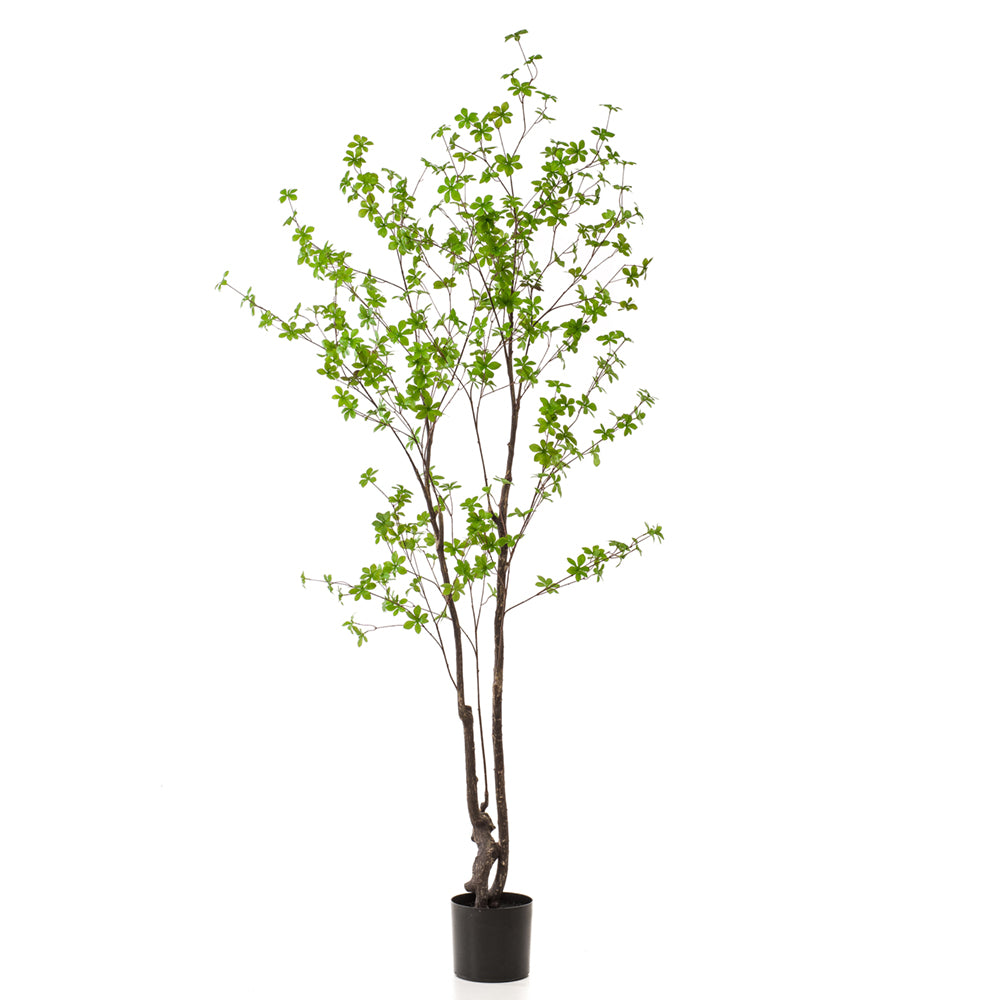 Árbol TROPAELUM - Dekogreen®