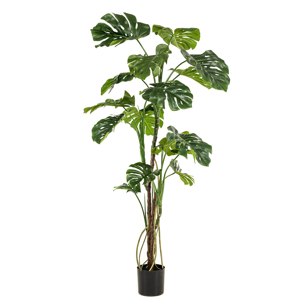 Árbol MONSTERA de 180 cm - Dekogreen®