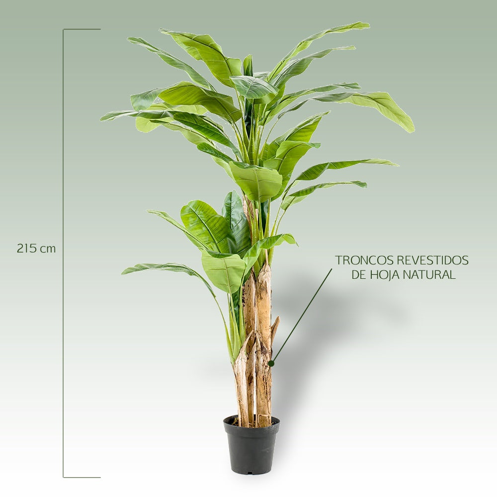 Árbol PLATANERO MULTITRONCO - Dekogreen®