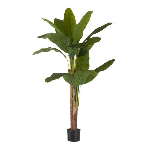Bananero 150 cm - Dekogreen®