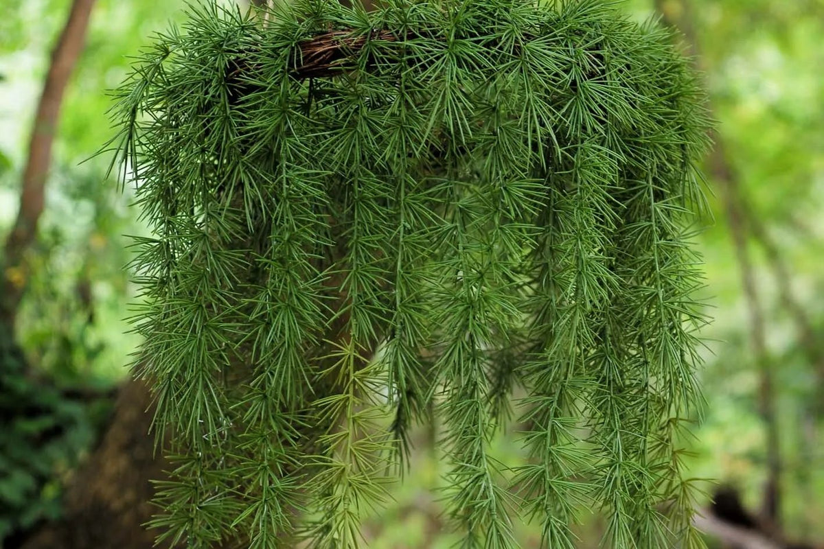 Corona de pino artificial colgada de un árbol, con las ramas cayendo