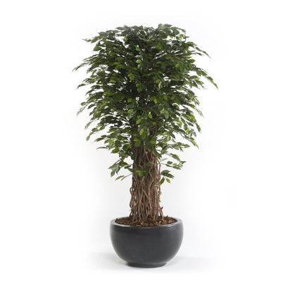 Árbol FICUS DELUXE de 180 cm - Dekogreen®