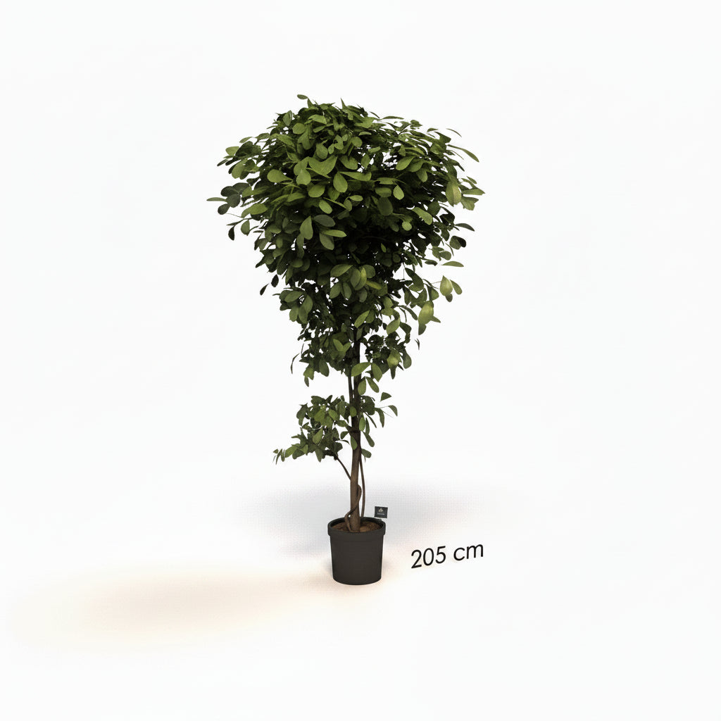 Ficus Premium Artificial