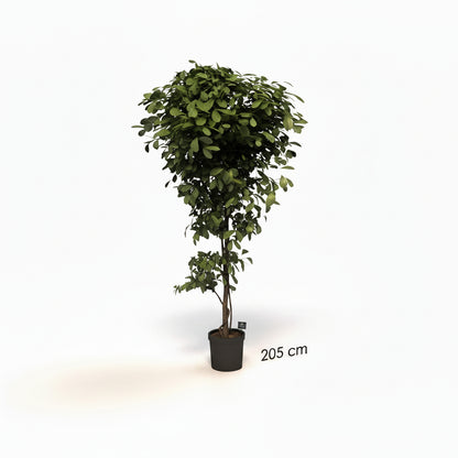 Ficus Premium Artificial