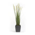 Planta Junco ESPIGA ESTRECHA - Dekogreen®