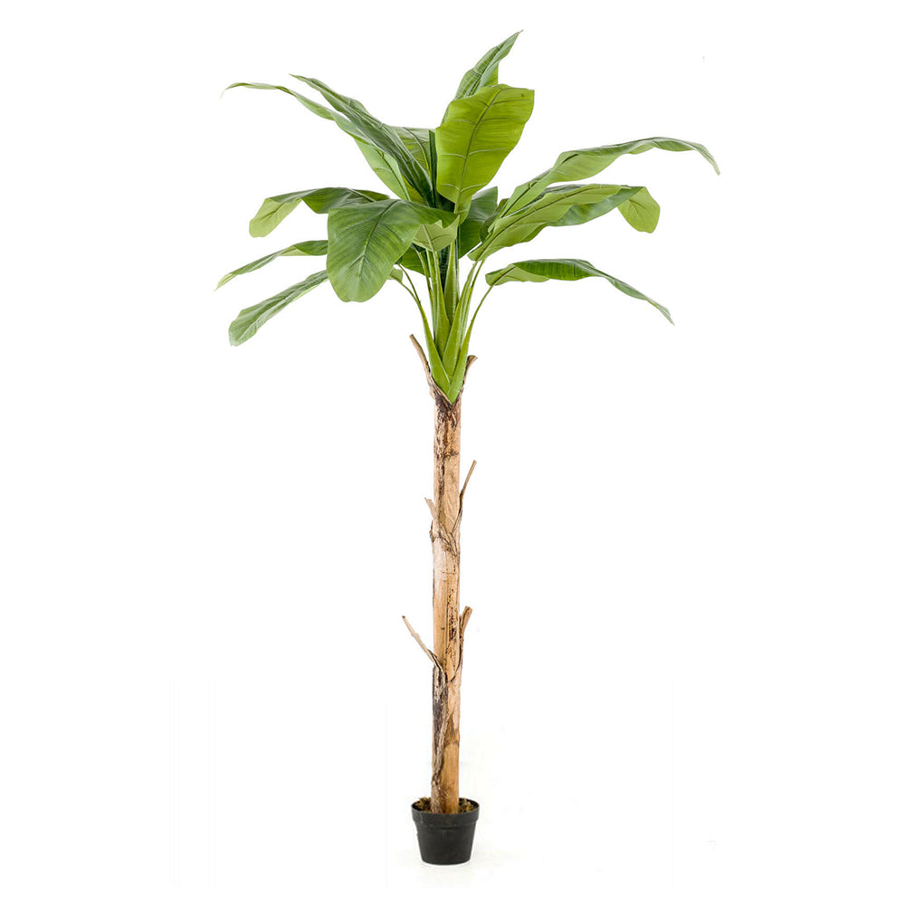 Árbol PLATANERO - Dekogreen®
