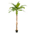 Árbol PLATANERO - Dekogreen®