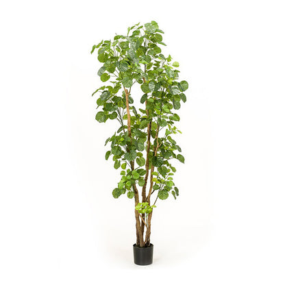 Árbol ARALIA de 165 cm - Dekogreen®