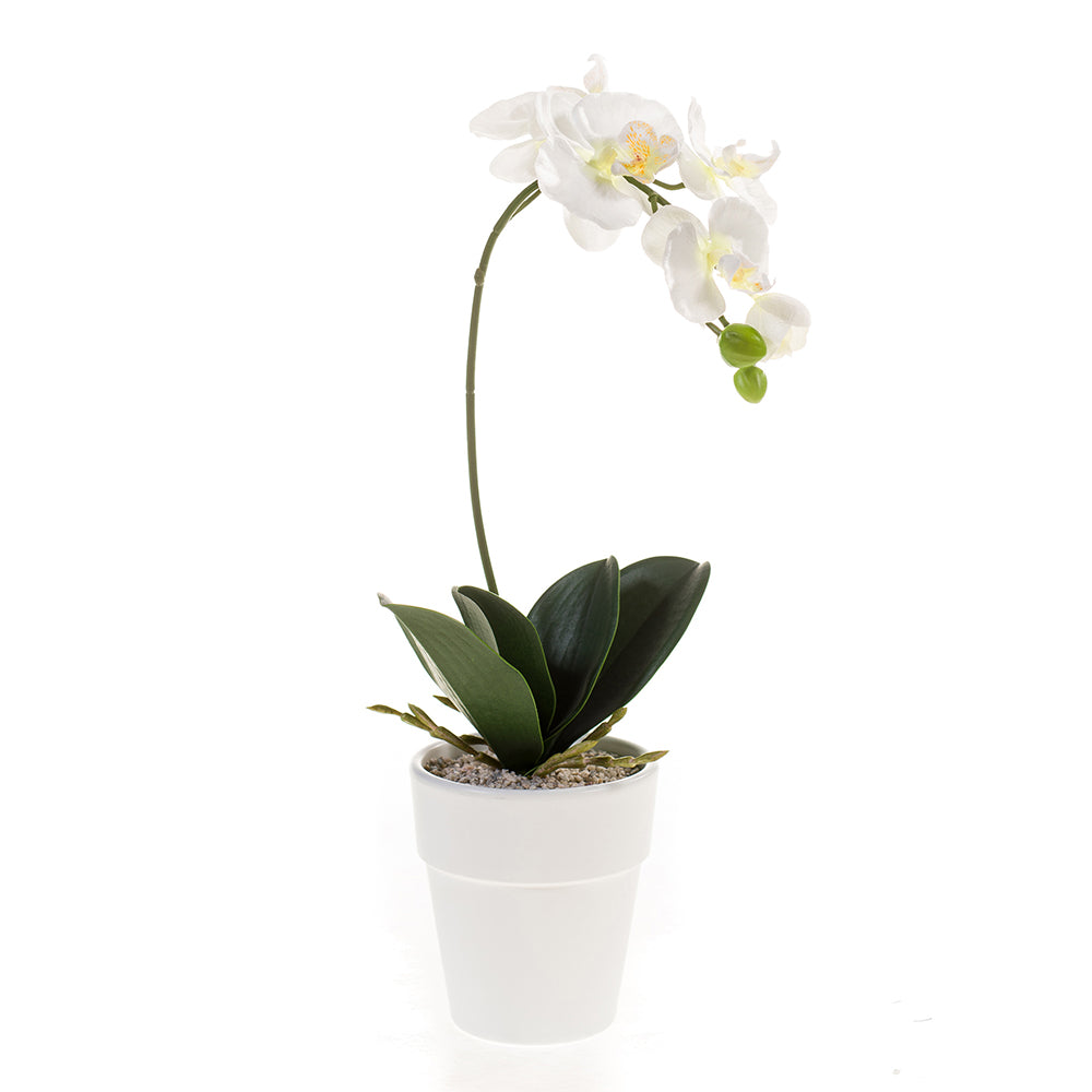 ORQUÍDEA Phalaenopsis - Dekogreen®