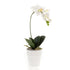 ORQUÍDEA Phalaenopsis - Dekogreen®