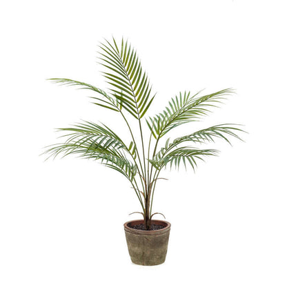 Planta CHAMAEDOREA - Dekogreen®