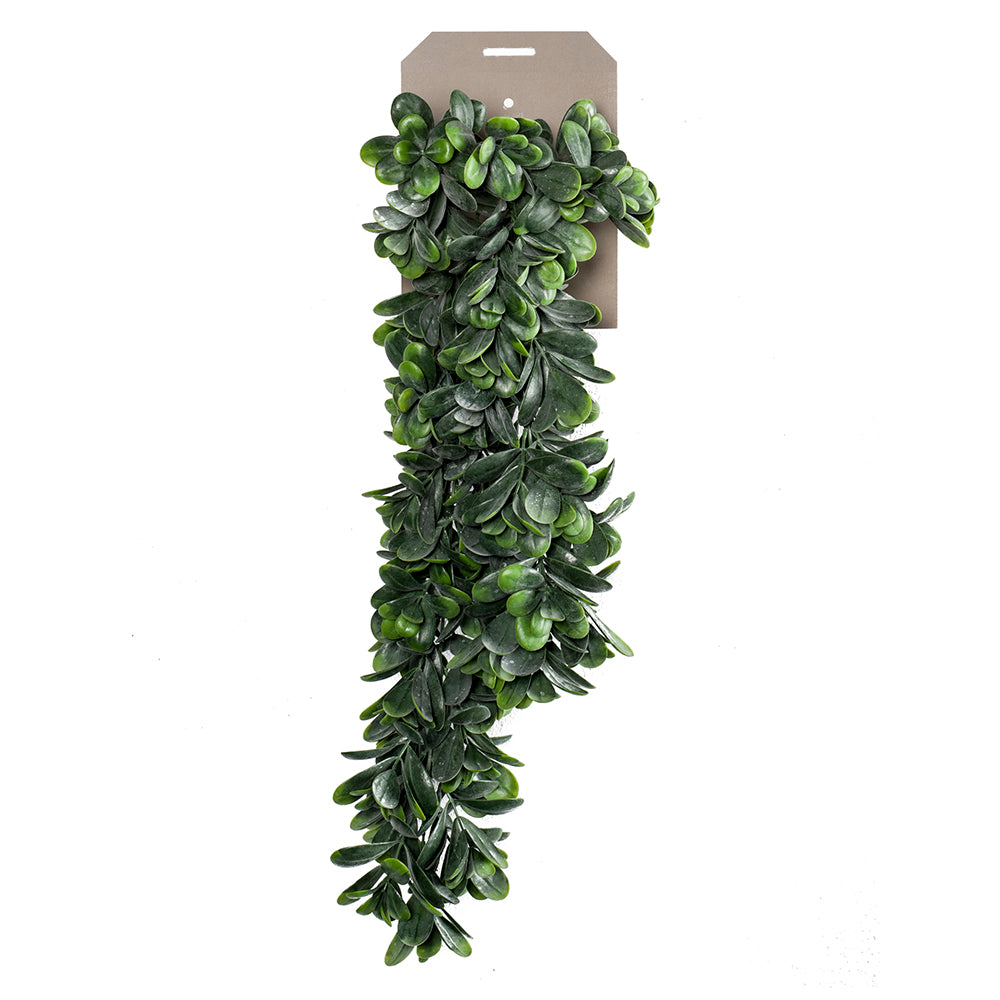 Planta colgante CRASSULA OVATA - Dekogreen®