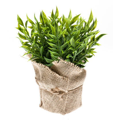Arbusto RUSCUS - Dekogreen®