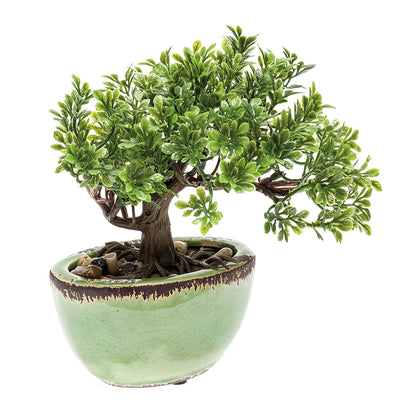 Mini Bonsái FICUS - Dekogreen®