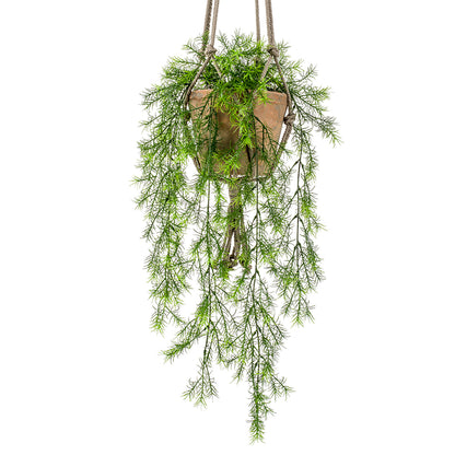 ASPARAGUS SPRENGERI colgante de techo - Dekogreen®