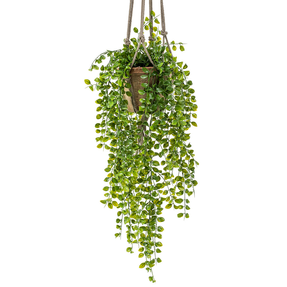 FICUS PUMILA colgante de techo - Dekogreen®