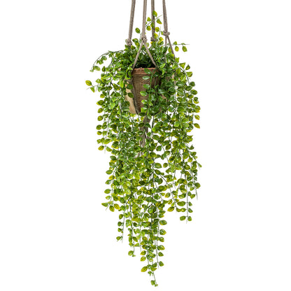 FICUS PUMILA colgante de techo - Dekogreen®