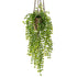 FICUS PUMILA colgante de techo - Dekogreen®