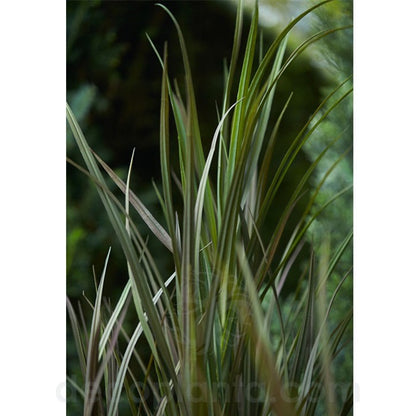 Detalle del junco artificial en maceta de 115 cm