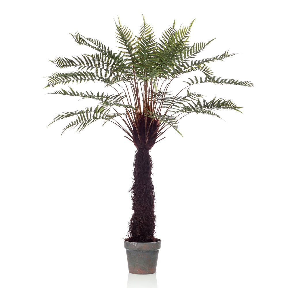 Árbol DICKSONIA EXOTIC - Dekogreen®