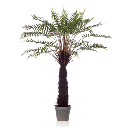 Árbol DICKSONIA EXOTIC - Dekogreen®