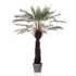 Árbol DICKSONIA EXOTIC - Dekogreen®