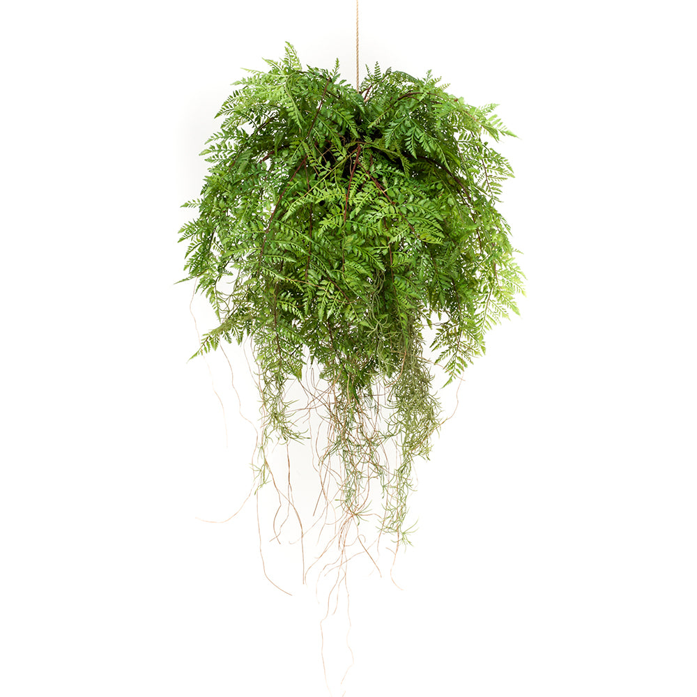 HELECHO Colgante con raíces 55 - Dekogreen®