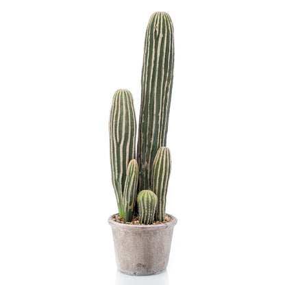 Cactus SAN PEDRO - Dekogreen®